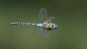 Aeshna affinis (Blue-eyed Hawker)-2.jpg